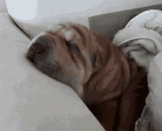 Сон гифка смешная. Собака спит гиф. Щенок засыпает гиф. Собака засыпает гиф. Сонный щенок gif.