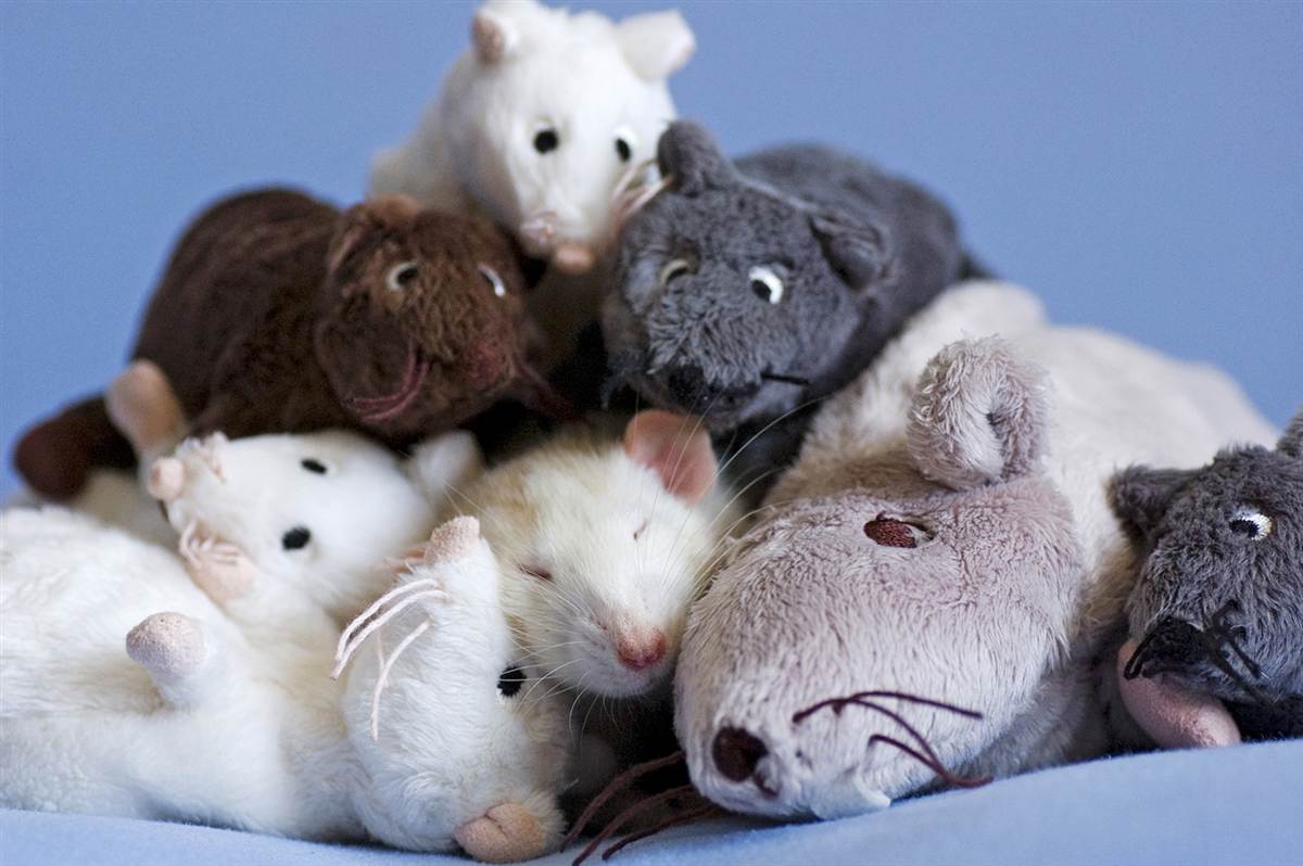 картинки много мышей